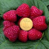 Малина "Імара" (ремонтантна)