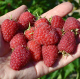 Малина "Фруатфрі" (ремонтантна)