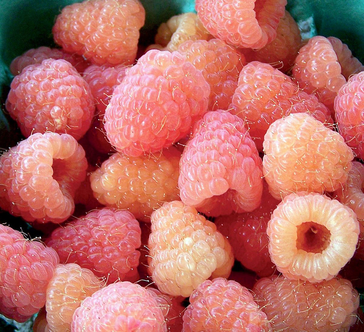 6801328082_malina-dabl-gold.jpg Малина "Дабл Голд" (ремонтантна) - Зображення 1