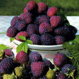 Фіолетова малина "Роялті"