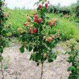 Малинове дерево "Кріпиш"