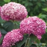 Саджанці гортензії "Pink Annabelle" (Пінк Анабаель) - Зображення 2