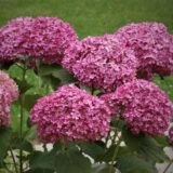 Саджанці гортензії "Pink Annabelle" (Пінк Анабаель)