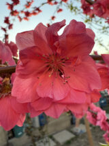 Саджанці персика плакучого "Melred Weeper" на штамбі  (Мелред Веппер) (Н 1,5-1,7м) - Зображення 5