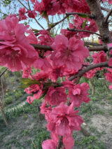 Саджанці персика плакучого "Melred Weeper" на штамбі  (Мелред Веппер) (Н 1,5-1,7м) - Зображення 6