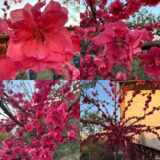 Саджанці персика плакучого "Melred Weeper" на штамбі  (Мелред Веппер) (Н 1,5-1,7м)