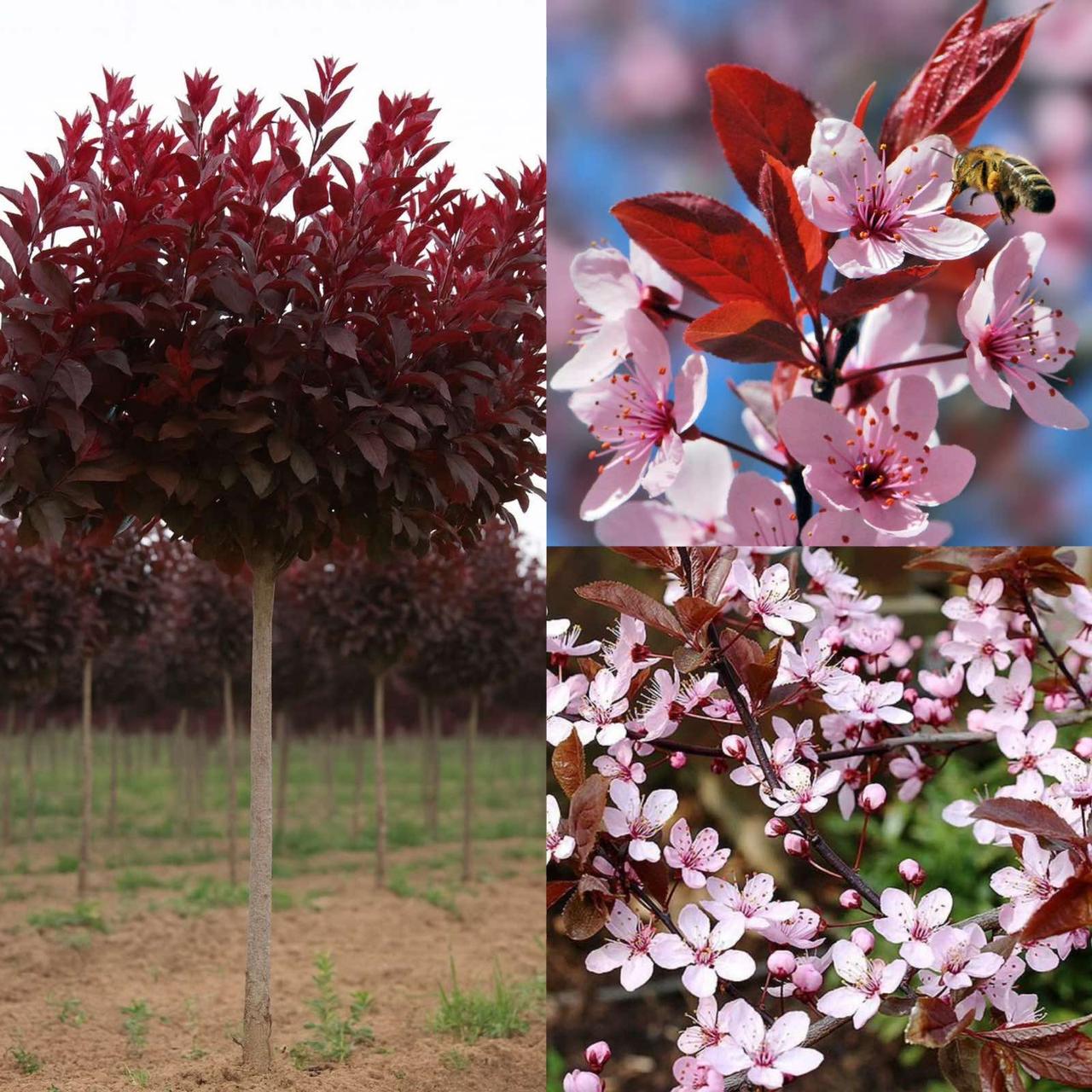 6801740746_sadzhantsi-shtambovoyi-slivi.jpg Саджанці штамбової сливи Globosa Ruby (Глобоза Рубі) (1,0–1,5 м + крона) - Зображення 1