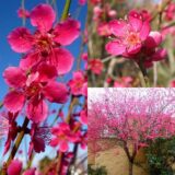 Саджанці абрикосу декоративного "Beni-chidori" (Бені-Чідорі) (штамб 0,8–1,4 м + крона)