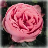 Троянда на штамбі "Хеппі Піано" - Зображення 4