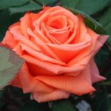 Троянда на штамбі "Лолліпоп" (Lollypop) - Зображення 2