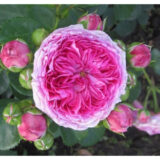 Троянда на штамбі "Модерн Арт" (Modern Art) - Зображення 2