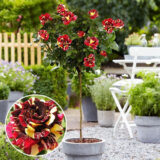 Троянда на штамбі "Абракадабра"