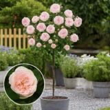 Троянда на штамбі  «Помпон Фловер Циркус»