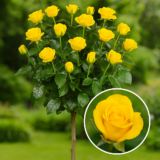 Троянда на штамбі  «Керіо»