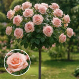 Троянда на штамбі  "Нобіліс"  (Nobilis)