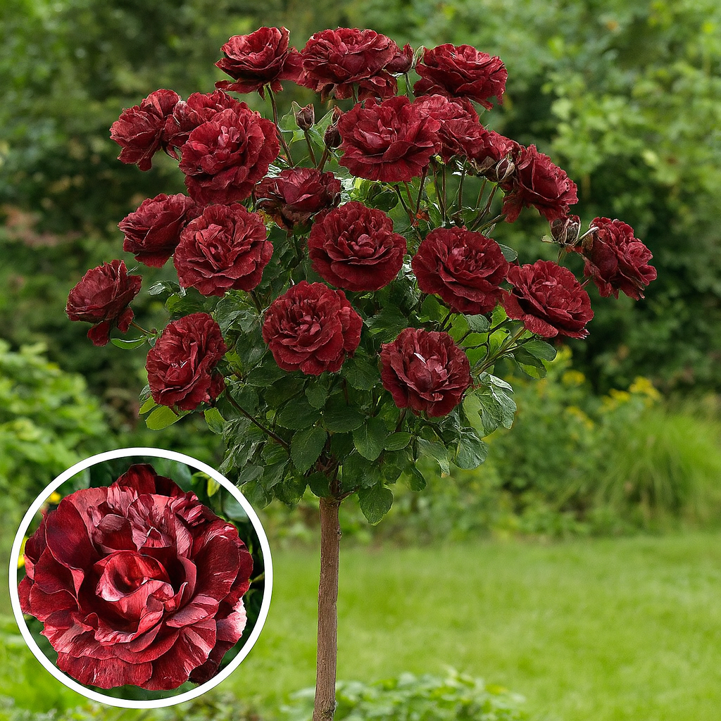 6812642467_troyanda-na-shtambi.png Троянда на штамбі "Брауні" - Зображення 1