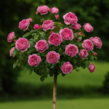 Троянда на штамбі  "Леонардо Да Вінчі"