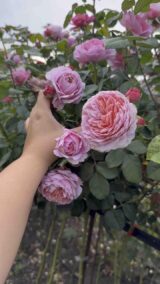 Троянда на штамбі  "Ice Vogel" (Айсфогель) - Зображення 2