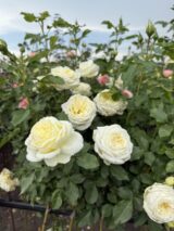 Троянда на штамбі  "Artemis" (Артеміс) - Зображення 2