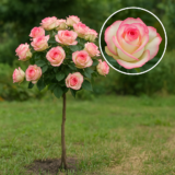 Троянда на штамбі  "Джумілія"