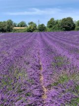 Саджанці лавандину "Grosso" (Гроссо, контейнер Р9) - Зображення 3