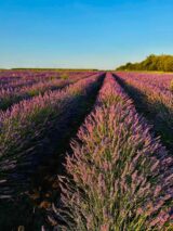 Саджанці лавандину "Grosso" (Гроссо, відкритий грунт) - Зображення 2