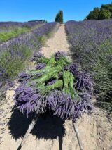 Саджанці лавандину "Grosso" (Гроссо, контейнер Р9) - Зображення 4