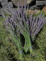 Саджанці лавандину "Grosso" (Гроссо, відкритий грунт) - Зображення 3