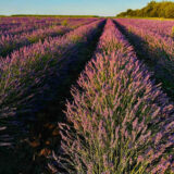 Саджанці лавандину "Grosso" (Гроссо, контейнер Р9)