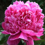 Півонія   "Alexander Fleming" (Александр Флемінг) - Зображення 2