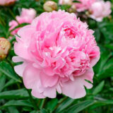 Півонія   "Sarah Bernhardt" ( Сара Бернар) - Зображення 2