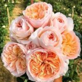 Троянда на штамбі "Джульєтта" - Зображення 4