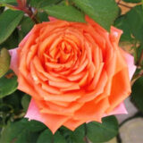 Троянда на штамбі "Лолліпоп" (Lollypop) - Зображення 3