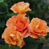 Троянда на штамбі "Лолліпоп" (Lollypop) - Зображення 4