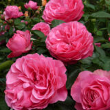 Троянда на штамбі  "Леонардо Да Вінчі" - Зображення 2