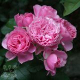 Троянда на штамбі  "Леонардо Да Вінчі" - Зображення 4