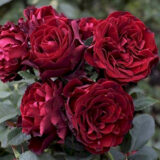 Троянда на штамбі "Омаж а Барбара" (Hommage a Barbara) - Зображення 2