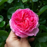 Троянда на штамбі "Модерн Арт" (Modern Art) - Зображення 4