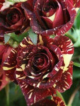 Троянда на штамбі "Абракадабра" - Зображення 3