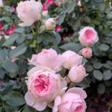 Троянда на штамбі  «Помпон Фловер Циркус» - Зображення 2