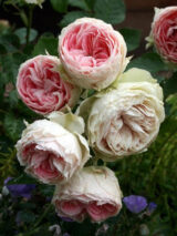 Троянда на штамбі  «Помпон Фловер Циркус» - Зображення 4