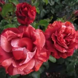 Троянда на штамбі "Брауні" - Зображення 2