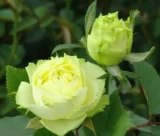 Троянда на штамбі  «Лімбо» - Зображення 2