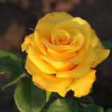 Троянда на штамбі  «Керіо» - Зображення 2