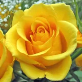 Троянда на штамбі  «Керіо» - Зображення 4