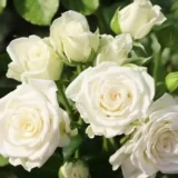 Троянда на штамбі "Вайт Леді" (White Lady) - Зображення 3