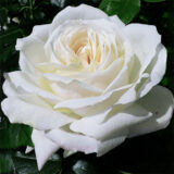 Троянда на штамбі  "Боїнг" (Вoeing) - Зображення 3