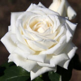 Троянда на штамбі  "Боїнг" (Вoeing) - Зображення 4