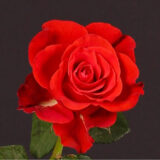 Троянда на штамбі  "El Toro" (Ель Торо) - Зображення 2