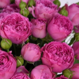 Троянда на штамбі   "Місті Баблз" (Misty Bubbles) - Зображення 2